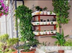 阳台风水怎么布局？阳台适合种的风水植物