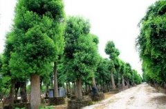 香樟树的寓意和象征，香樟树