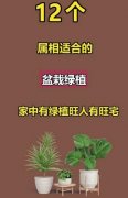 养什么植物最旺运，十二生肖