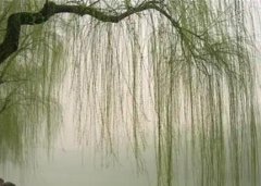 【在线算命】杨柳木命是哪年生人