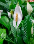 白鹤芋在风水中属什么五行？