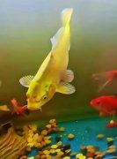 家中养鱼风水三要诀：不是有