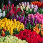 2010年属虎人2026年运势详解：木