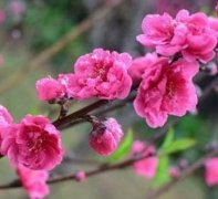 家里这几个位置摆对，烂桃花远离，好姻