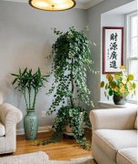 家里种什么植物风水好,家里种这8种植物，旺财又