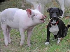 狗和豬春季結婚合適嗎？2026屬