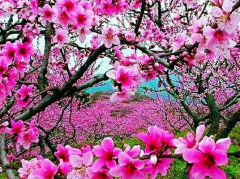 1983年属猪女最终婚姻结局晚婚