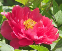 2026属猪女最佳穿衣颜色，米白浅蓝旺财助