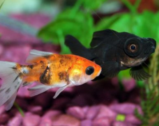 办公室养鱼养几条最好？招财