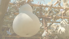 葫芦可以送人吗？别人送的葫