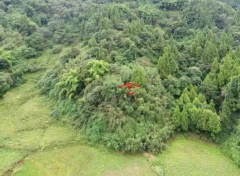 祖坟有蛇旺哪一代？旺三代是真的吗｜风