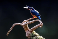 落鸟屎是吉是凶？预兆与化解