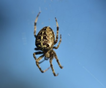 蜘蛛入宅预示着什么？是吉是