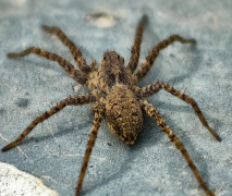 民间老话蜘蛛出现必有一报，