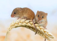 姓名看哪些男人喜欢打老婆_姓