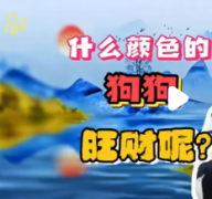 家中养黑狗风水好不好？辟邪招财？这三种黑狗