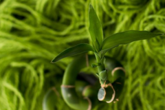 观音竹摆放禁忌大全：厨房卫