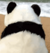 侯姓女孩2026年取名｜八字喜用