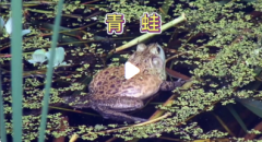 放生什么可以转运发财？台湾香港师傅的