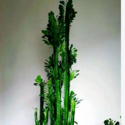 镇宅第一名绿植是什么？家里