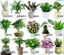 办公桌上摆什么绿植比较好？