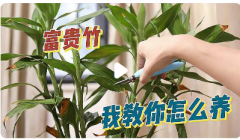 门口最旺财挡煞的绿植有哪些