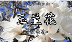 <b>玉兰花的寓意和风水 港台师傅解读金玉满堂、富</b>
